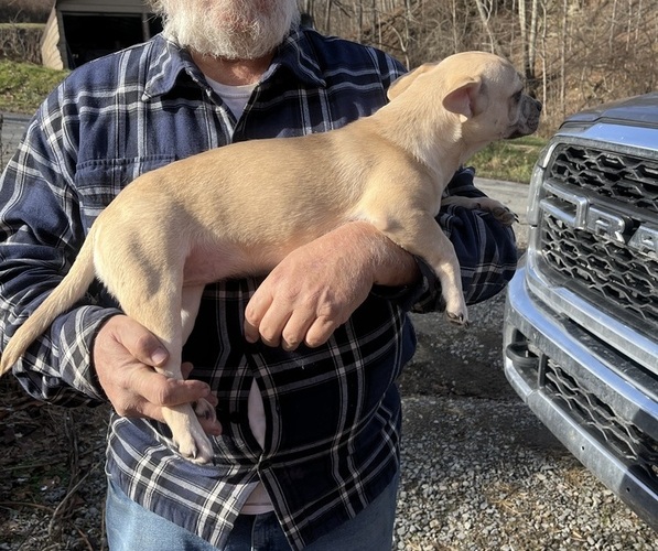 Medium Photo #43 French Bullhuahua Puppy For Sale in SPRAGGS, PA, USA