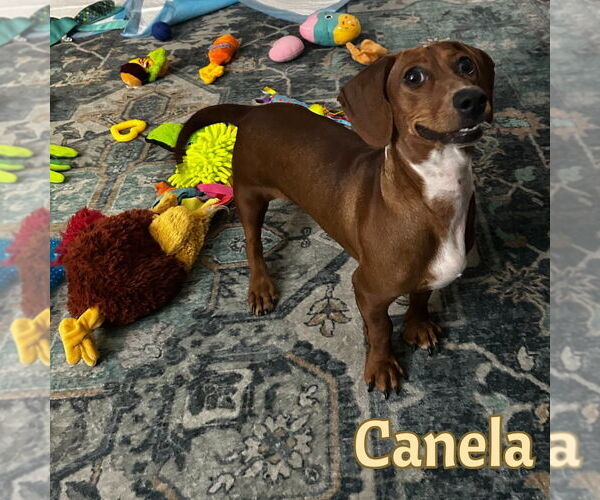 Medium Photo #4 Dachshund Puppy For Sale in San Antonio, TX, USA