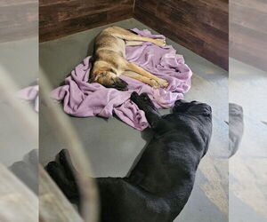 Hayden (Courtesy Post) -  Foster or Adopt Me! - Male Mutt Dog for Adoption - Photo #4