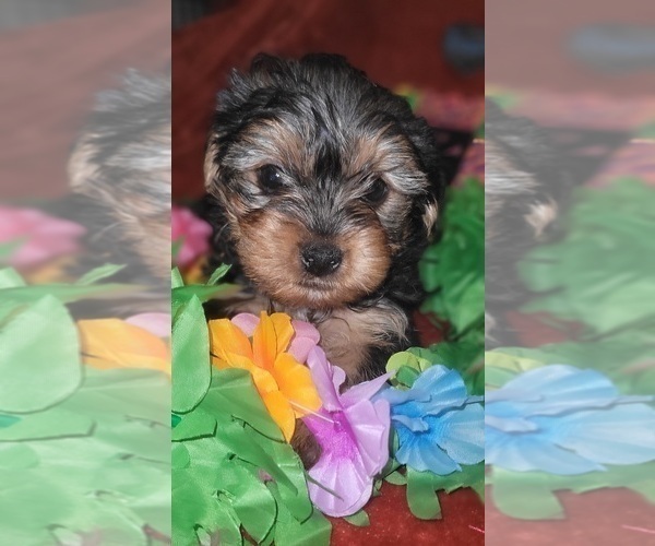 Medium Photo #4 Yorkshire Terrier Puppy For Sale in AKRON, OH, USA