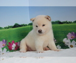 Small Photo #4 Shiba Inu Puppy For Sale in LAS VEGAS, NV, USA