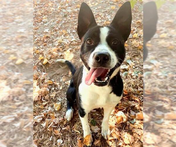 Medium Photo #1 Border Collie-Unknown Mix Puppy For Sale in Sacramento, CA, USA