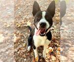 Small Border Collie Mix