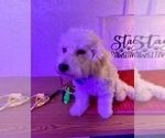 Small Photo #3 Bichpoo Puppy For Sale in TILDEN, IL, USA