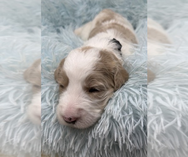 Medium Photo #10 Goldendoodle Puppy For Sale in PIERSON, FL, USA