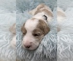 Small Photo #10 Goldendoodle Puppy For Sale in PIERSON, FL, USA