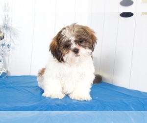 Shih Tzu Puppy for sale in MOUNT VERNON, OH, USA