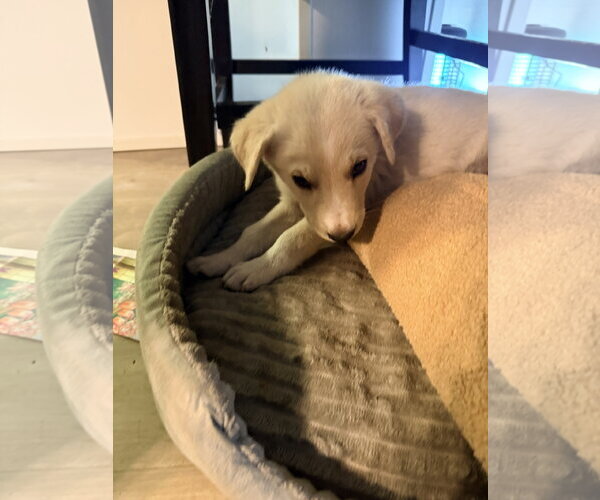 Medium Photo #1 Labrador Retriever-Unknown Mix Puppy For Sale in The Woodlands, TX, USA