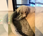 Small Labrador Retriever Mix
