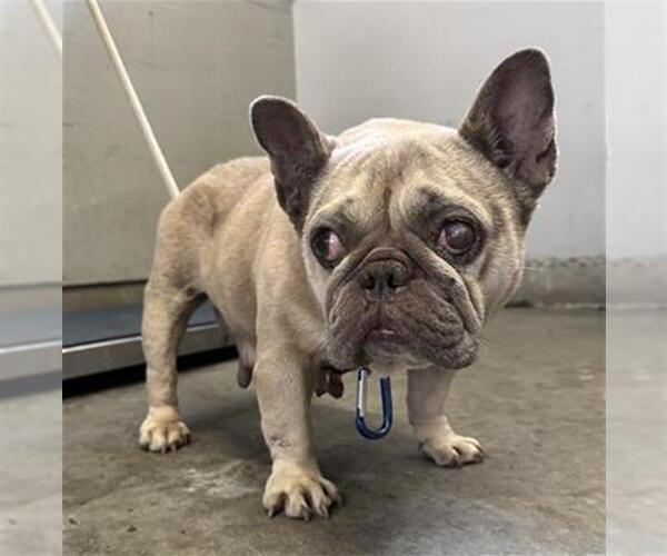 Medium Photo #1 French Bulldog Puppy For Sale in Camarillo, CA, USA