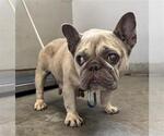 Small French Bulldog