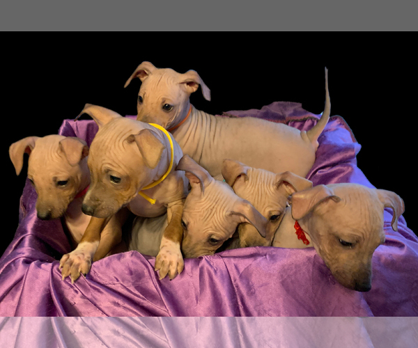 Medium Photo #1 American Hairless Terrier Puppy For Sale in WINCHENDON, MA, USA
