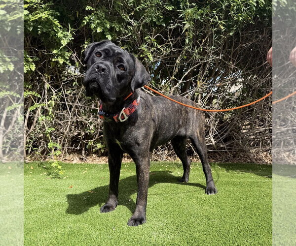 Medium Photo #3 Mutt Puppy For Sale in Goodyear, AZ, USA