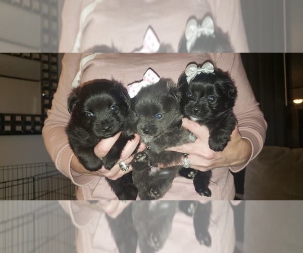 Medium Photo #5 Pomeranian Puppy For Sale in OTTAWA, OH, USA