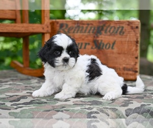 Shih Tzu Puppy for sale in MILLERSBURG, OH, USA