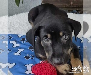 Dachshund-Unknown Mix Dogs for adoption in Washington, DC, USA