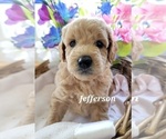 Small Photo #10 Goldendoodle (Miniature) Puppy For Sale in REED CITY, MI, USA