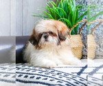 Small Photo #15 Shih Tzu Puppy For Sale in SYRACUSE, IN, USA