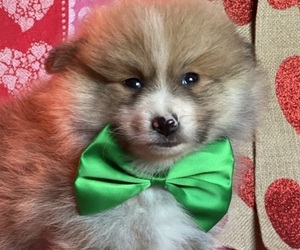 Pomeranian Puppy for sale in LANCASTER, PA, USA