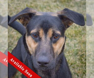 German Shepherd Dog-Treeing Walker Coonhound Mix Dogs for adoption in Huntley, IL, USA