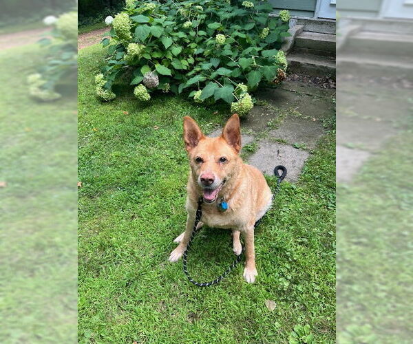 Medium Photo #2 Shepradors Puppy For Sale in Minneapolis, MN, USA