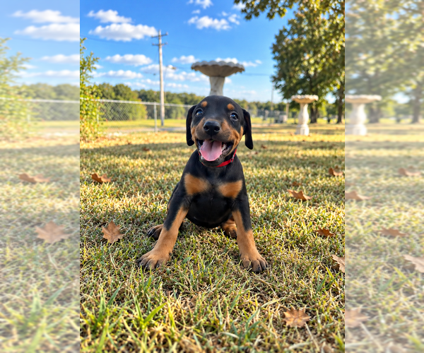 Medium Photo #5 Doberman Pinscher Puppy For Sale in TAHLEQUAH, OK, USA