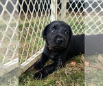 Puppy Leo Labrador Retriever