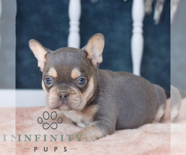 Medium Photo #3 French Bulldog Puppy For Sale in GORDONVILLE, PA, USA