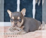 Small #2 French Bulldog