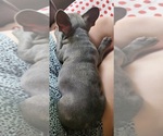Small Photo #6 French Bulldog Puppy For Sale in CLARKSVILLE, AR, USA