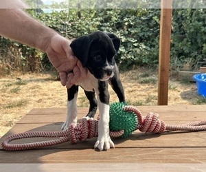 Boxer Puppy for sale in SPRINGFIELD, OR, USA