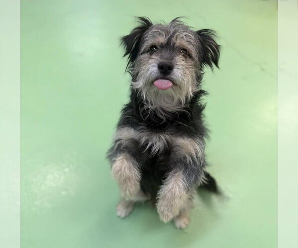 Medium Photo #3 Mutt Puppy For Sale in Phoenix, AZ, USA
