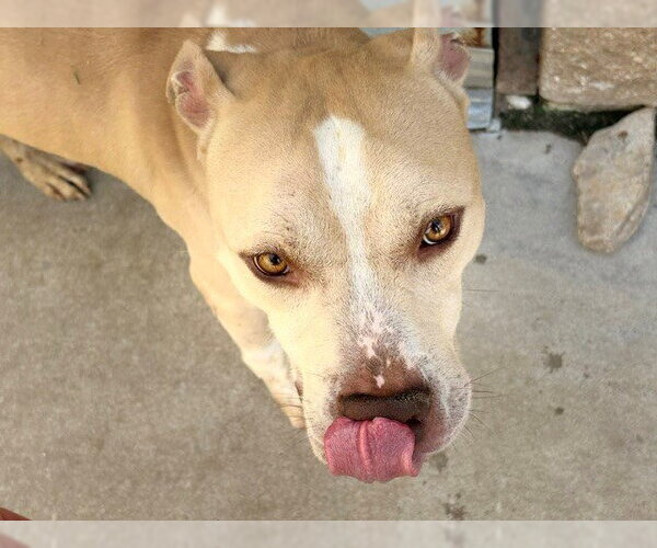 Medium Photo #2 Mutt Puppy For Sale in Tulsa, OK, USA