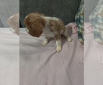 Puppy Annie Cavalier King Charles Spaniel