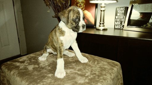 Medium Photo #13 Boxer Puppy For Sale in KENNEWICK, WA, USA