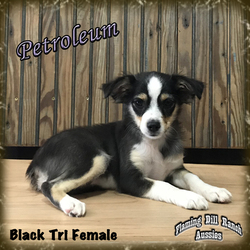 Miniature Australian Shepherd Puppy for sale in FORESTBURG, TX, USA