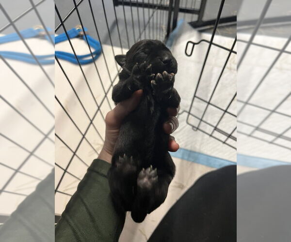 Medium Photo #1 Holland Shepherd-Unknown Mix Puppy For Sale in Imlay City, MI, USA