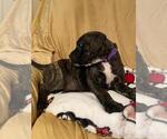 Small Photo #2 American Pit Bull Terrier-Olde English Bulldogge Mix Puppy For Sale in EUNICE, LA, USA