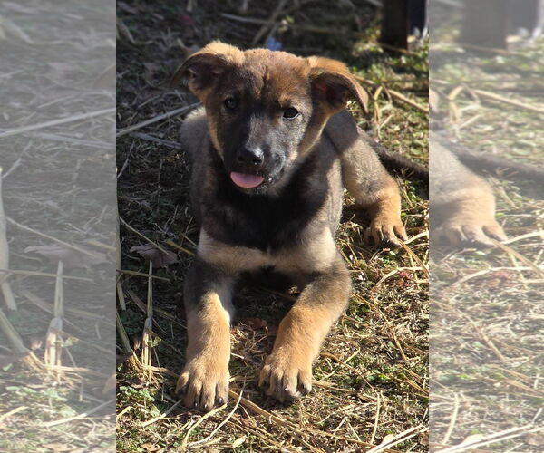 Medium Photo #2 Mutt Puppy For Sale in Alexander, AR, USA