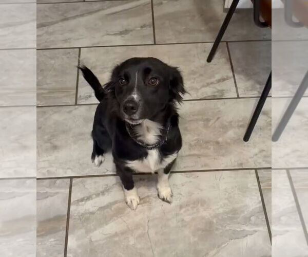 Medium Photo #1 Border Collie-Unknown Mix Puppy For Sale in Grafton, WI, USA