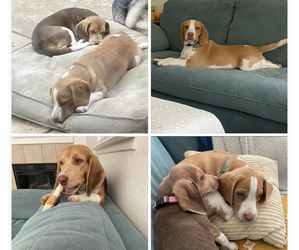 Beagle Dogs for adoption in OAKDALE, CA, USA