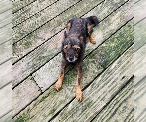 Medium Photo #3 Mutt Puppy For Sale in Alexandria, KY, USA