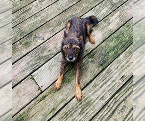 Miss Frizzle - Female Mutt Dog for Adoption - Photo #3