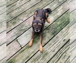 Small Photo #3 Mutt Puppy For Sale in Alexandria, KY, USA