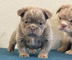 Small Photo #1 English Bulldog Puppy For Sale in MOUNT VERNON, AL, USA