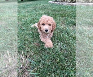 Double Doodle Litter for sale in GOSHEN, KY, USA