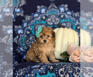 Maltipoo Puppy for sale in LEOLA, PA, USA