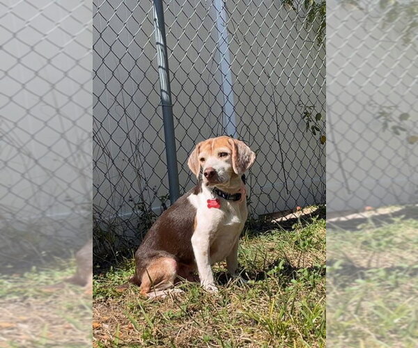Medium Photo #1 Beagle Puppy For Sale in Tampa, FL, USA