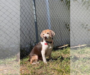 Beagle Dogs for adoption in Tampa, FL, USA