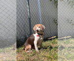 Small Beagle
